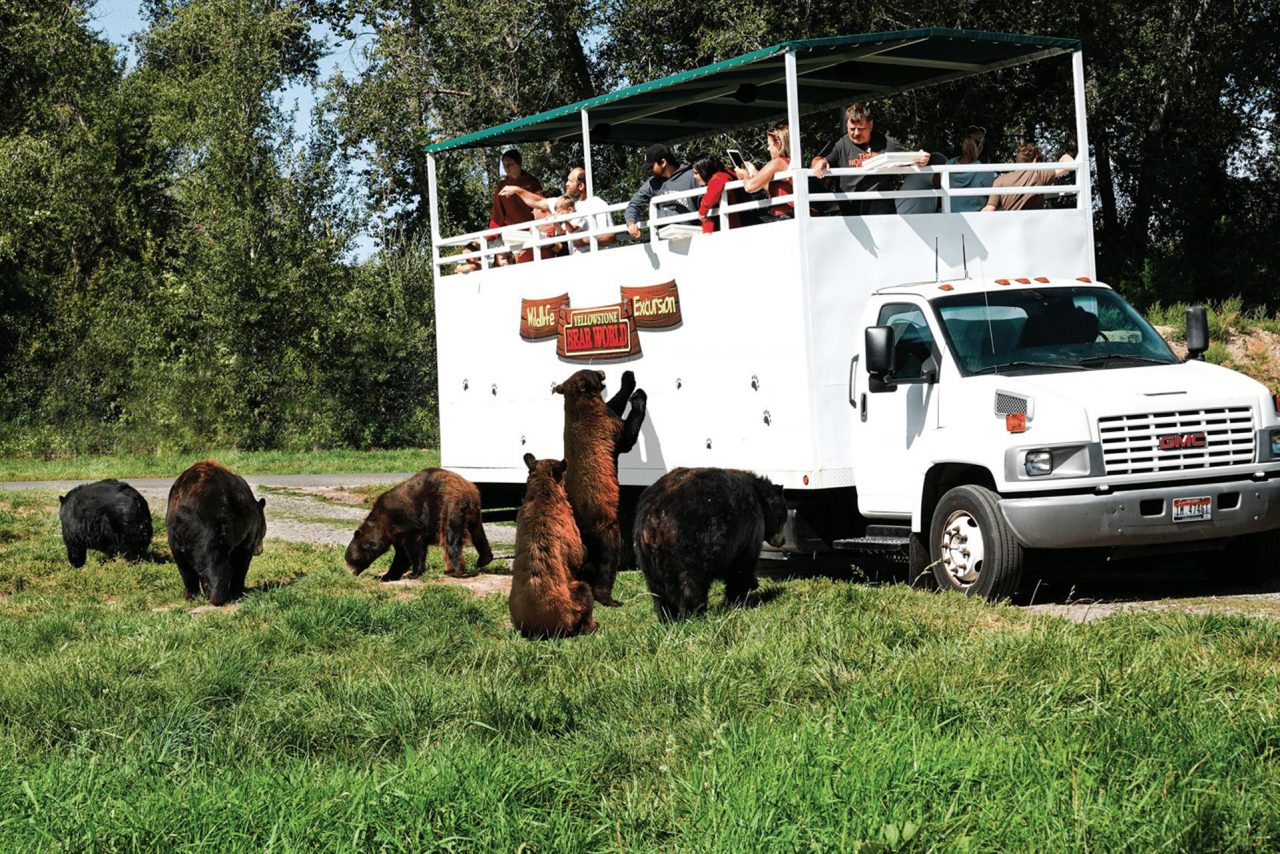 Yellowstone Bear World Jackson Hole Traveler