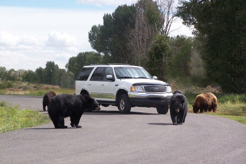 Bear safety in Jackson Hole Jackson Hole Traveler