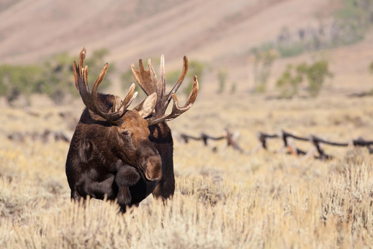 Jackson Hole & Grand Teton Wildlife Tours Jackson Hole Traveler