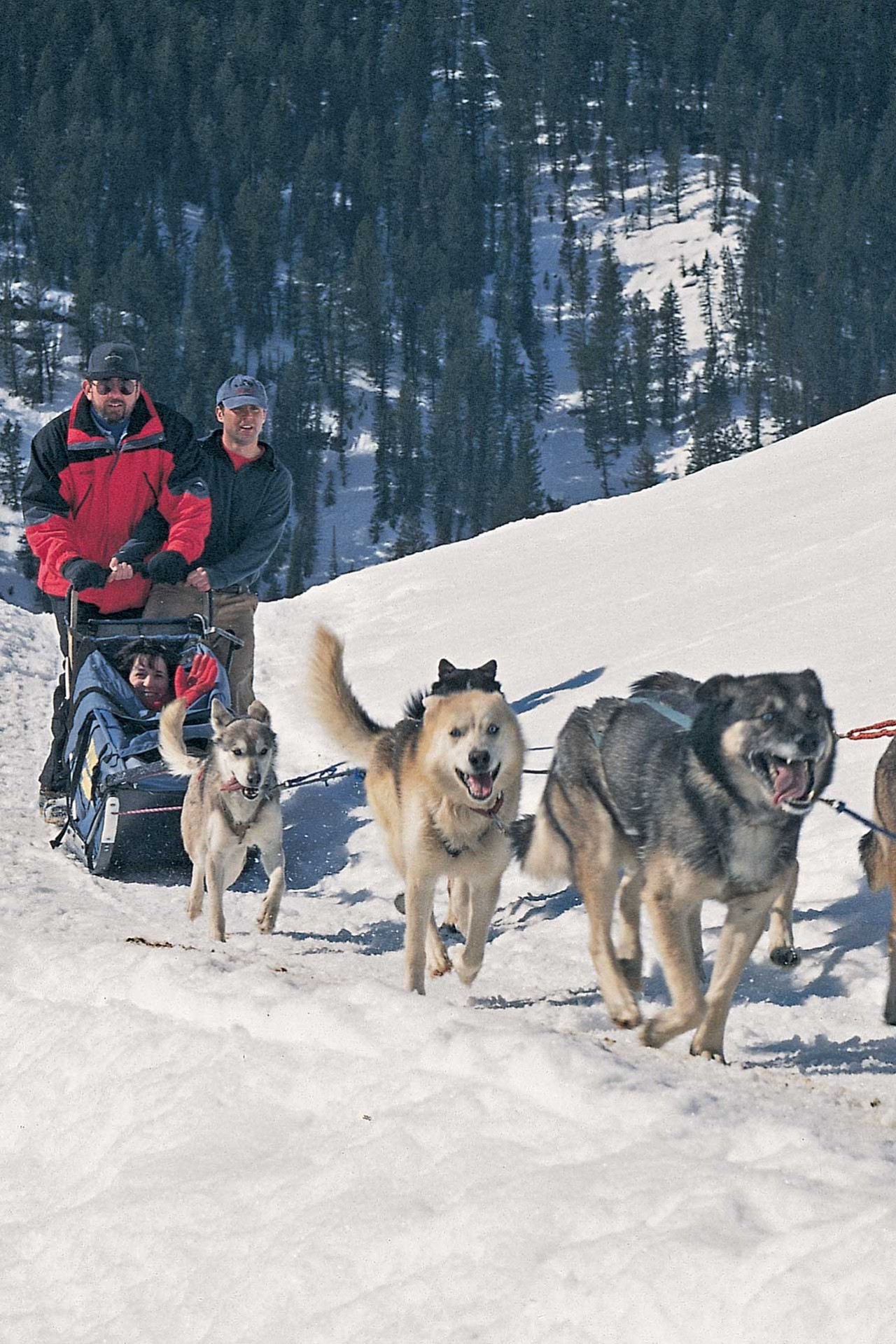 Dog Sledding in Jackson Hole - Jackson Hole Traveler