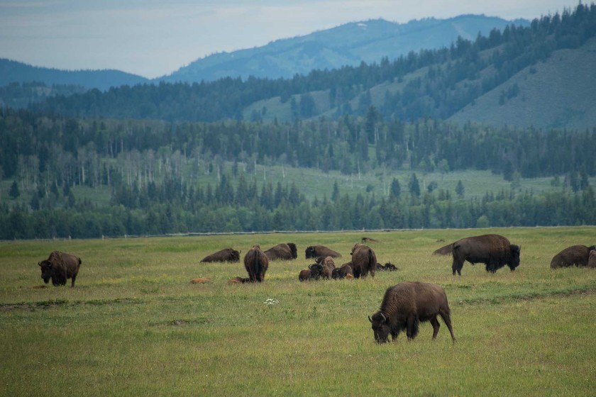Jackson Hole Tours The Essentials Jackson Hole Traveler