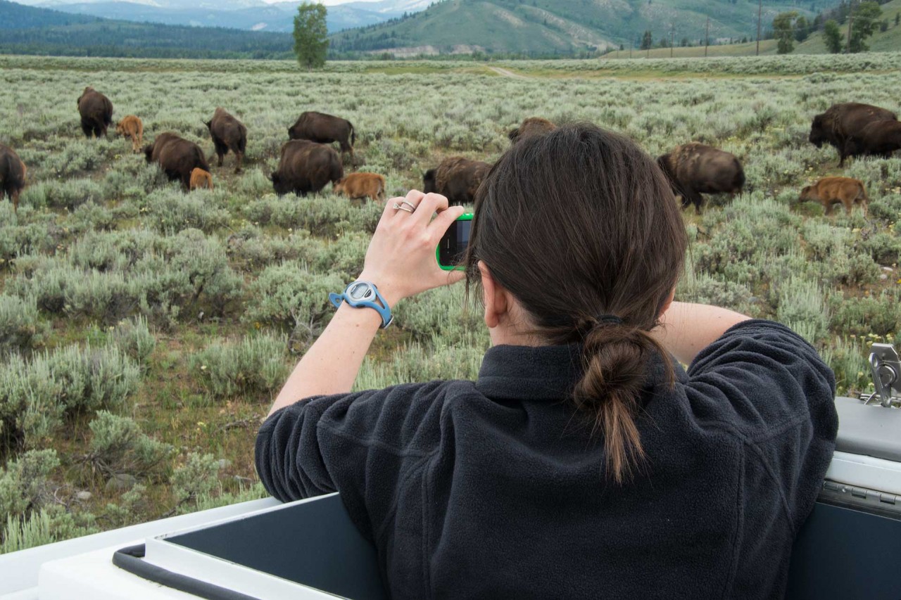 Jackson Hole Wildlife Tours Jackson Hole Traveler