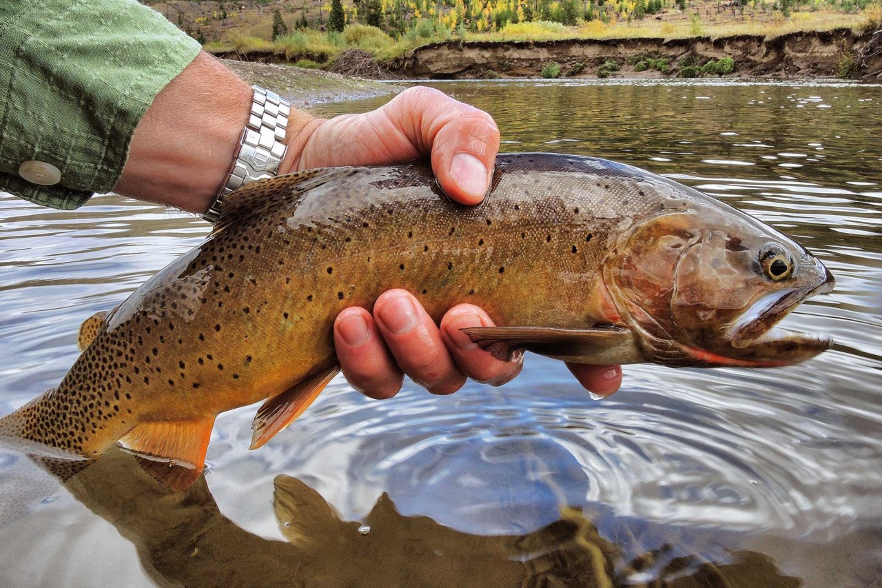 Fly Fishing Jackson Hole The Essentials Jackson Hole Traveler