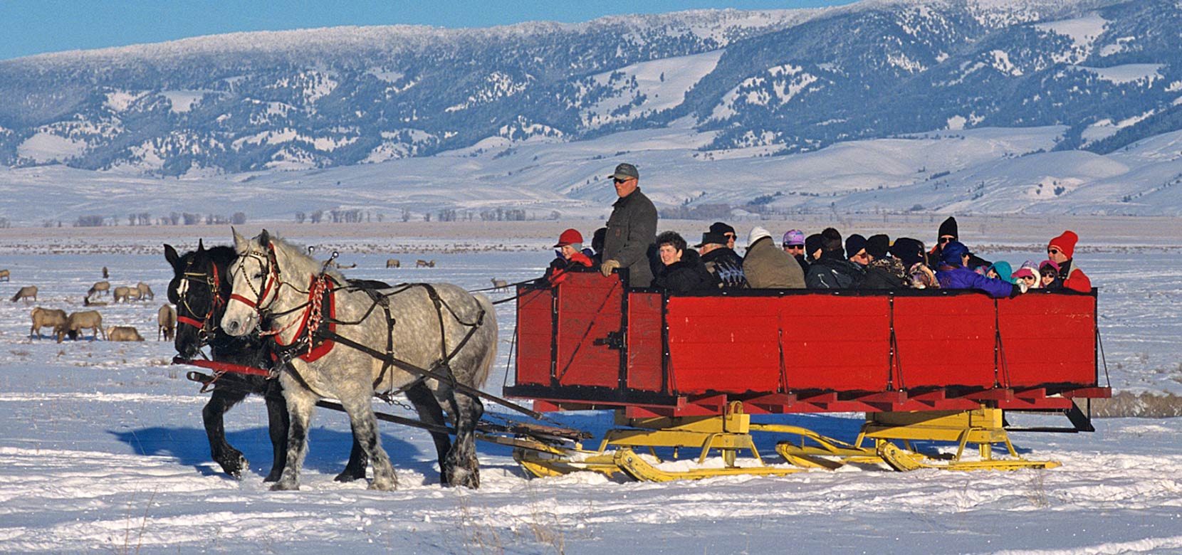 National Elk Refuge Sleigh Ride