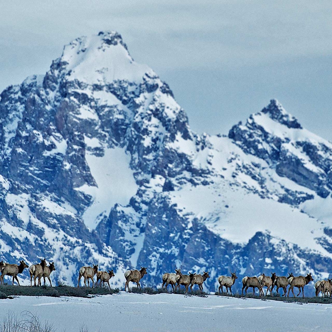 Skip the Splurge: Direct Flights to Jackson Hole Deliver Epic Access to America’s Most Pristine Wilderness