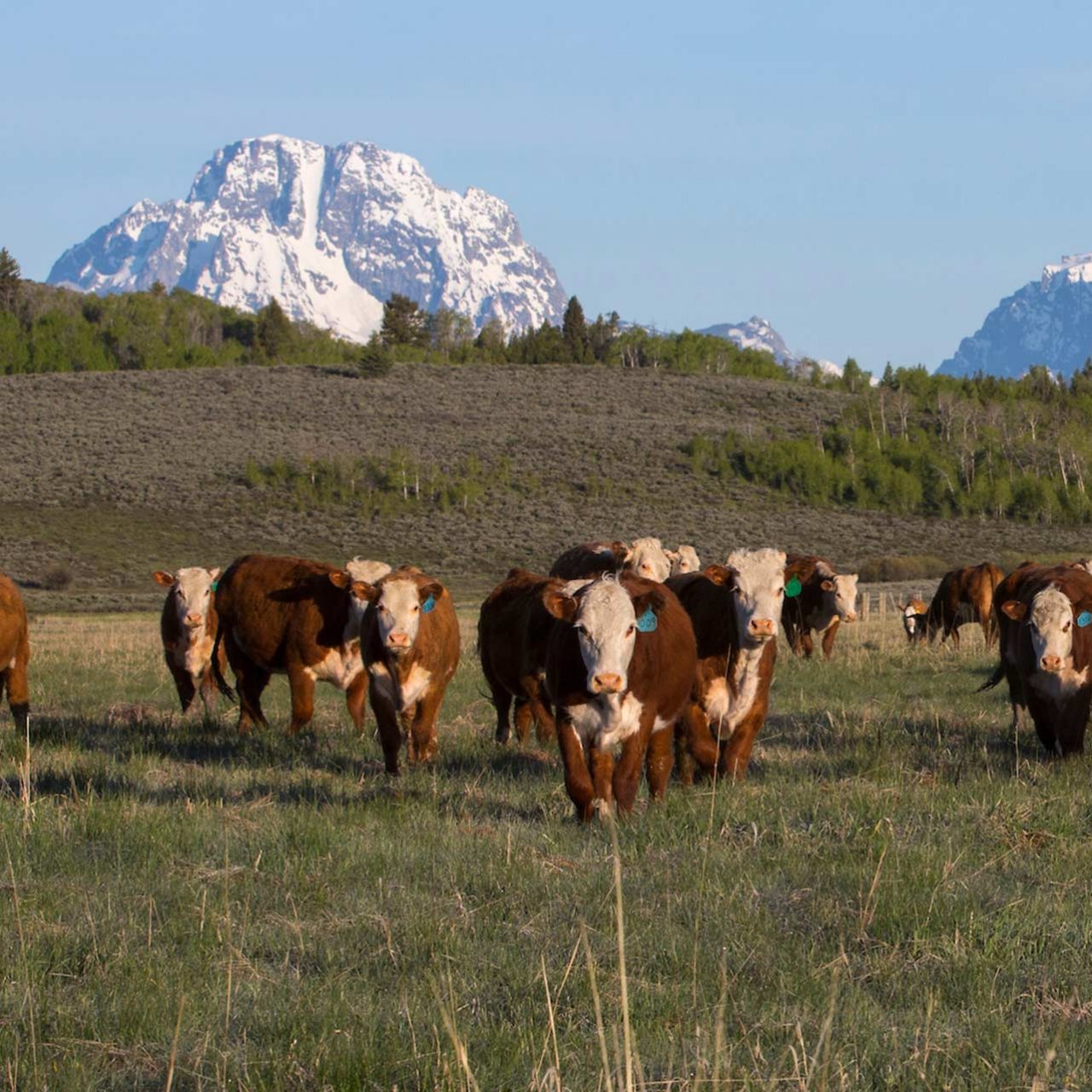 Old West Days in Jackson Hole