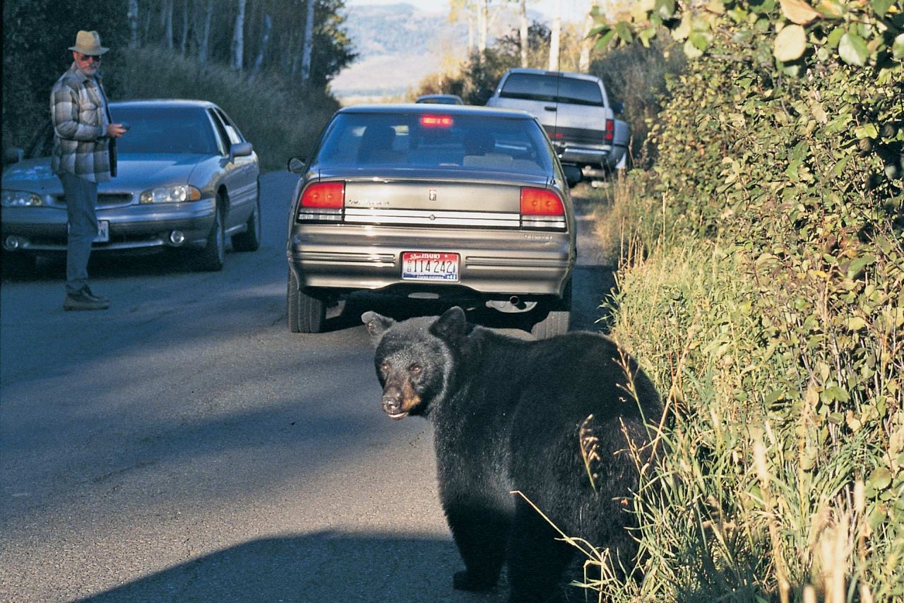 Bear safety in Jackson Hole Jackson Hole Traveler