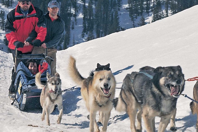 Dog Sledding in Jackson Hole - Jackson Hole Traveler