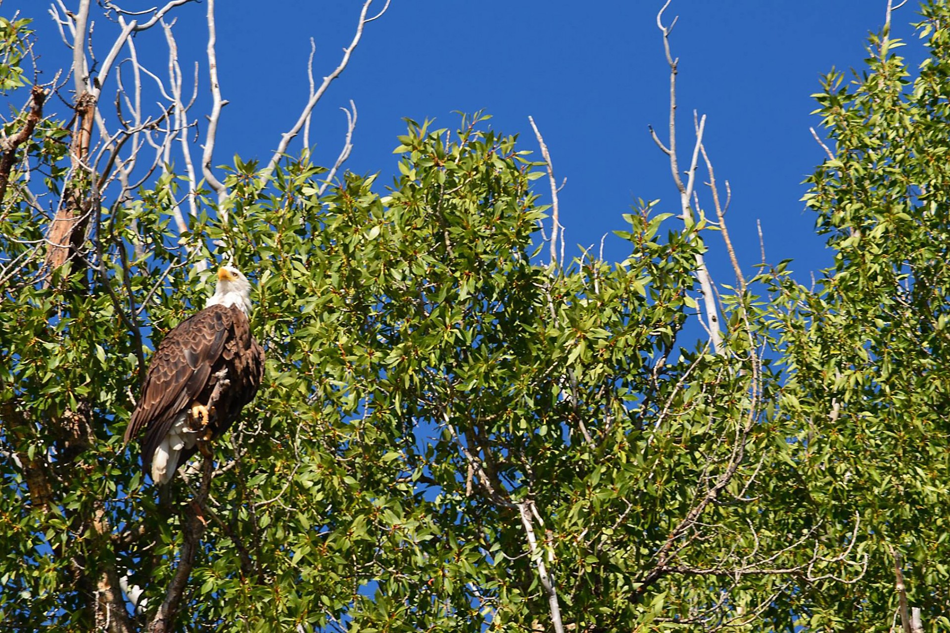 Eagle Raft Black Dog Raft Company - Jackson Hole Traveler