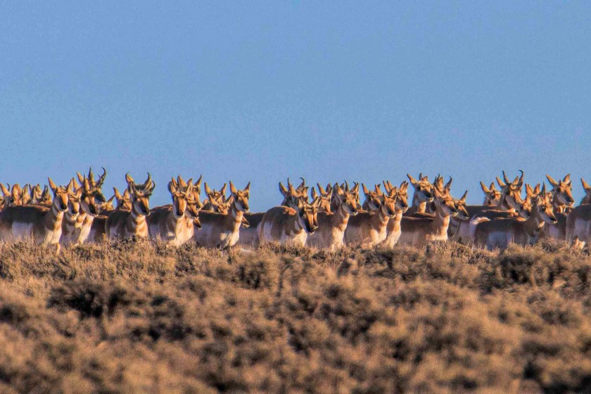 Grand Teton National Park and a 6,000 year Old Migratory Path - Jackson